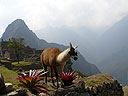 Machu-Picchu-008