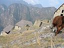Machu-Picchu-021